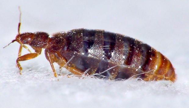 Bed bug numbers are growing exponentially in the UK, it has been warned