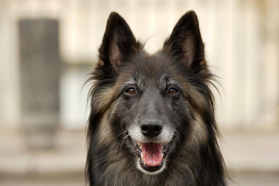  Wellard was killed off in 2008, and when Robbie made a fleeting return he was joined by Wellard II — a second dog named in honour of his old four-legged pal