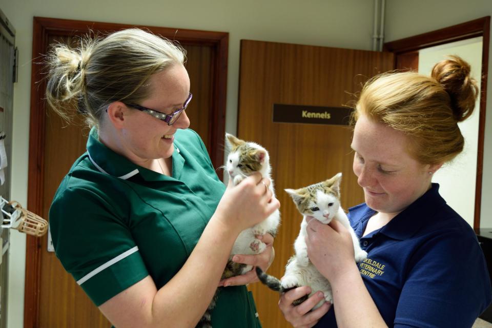  Viewers will also be treated to some adorable baby kittens