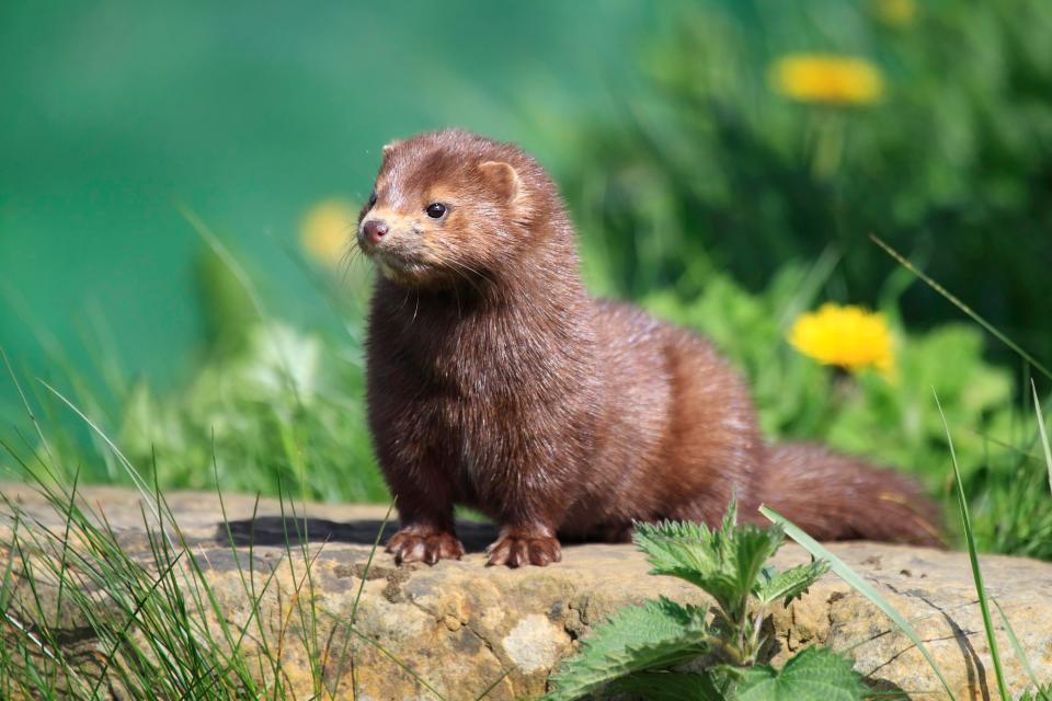  Other products were found to have fur from mink