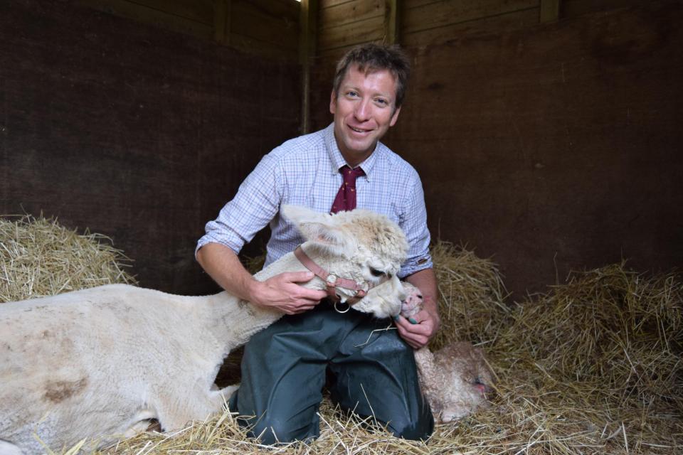  In the new series Julian will look after a sick llama with a broken jaw