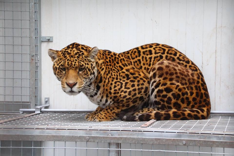  A jaguar named Saka died from biting his own paw, which indicated 'chronic, ongoing self-traumatisation'