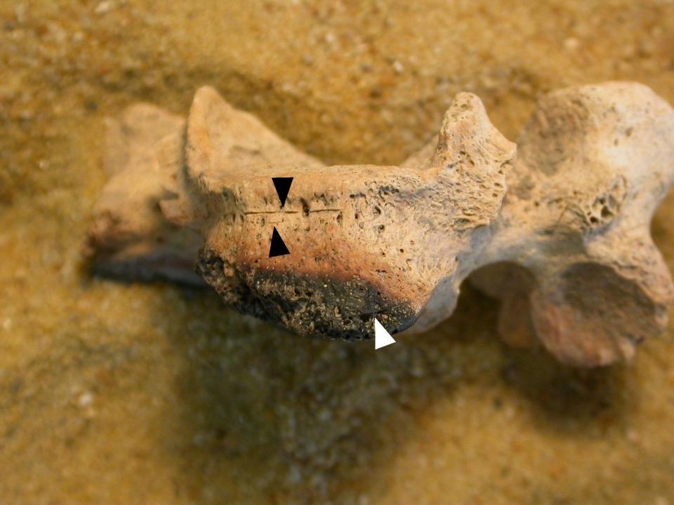  Bones found in the pit were discovered to have been burned or mutilated, like this one which was stabbed and burned after the human died