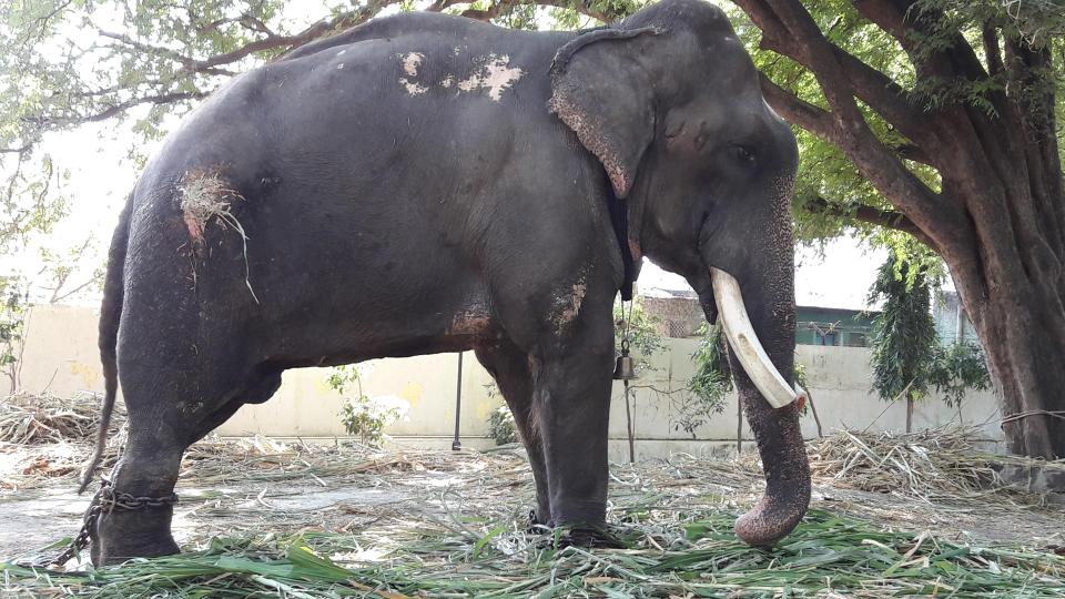  63-year-old Garuj is kept in chains at an Indian temple as a visitor attraction