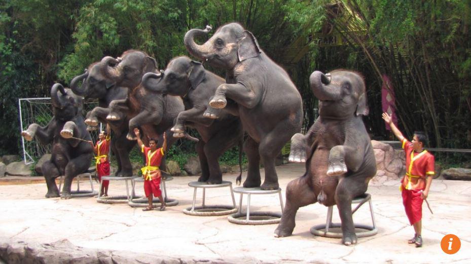  Owners can also exploit their elephants for up to £5,000 an hour at Indian festivals