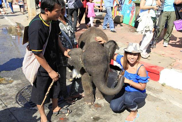  The elephants are almost always being used and abused for profit for the entertainment of oblivious, tourists