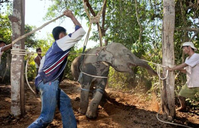  Last year travel website Tripadvisor dropped all advertising of tickets to facilities offering elephant rides