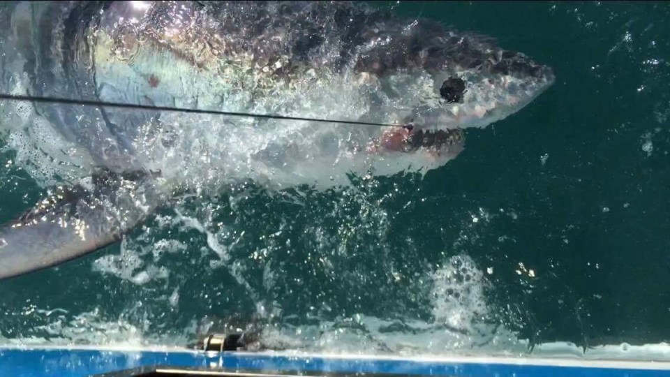 Sam and Ian wrestled with the shark with 90 minutes