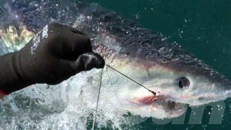  Fishermen filmed the razor-toothed porbeagle shark before letting it go