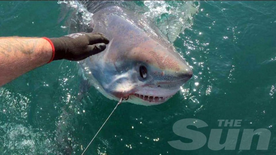 The Porbeagle shark is the closest relative to the Great White