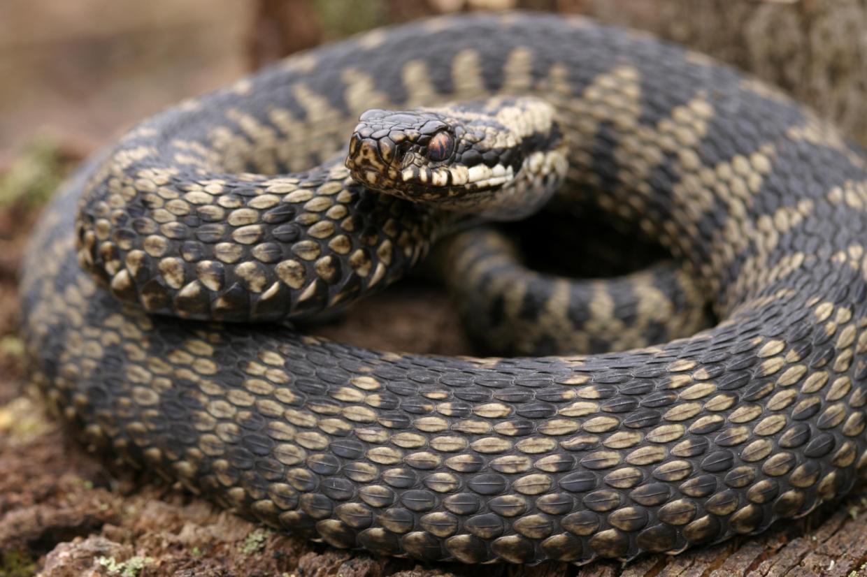 Adder bites peak in July and August during warm weather, according to snake experts