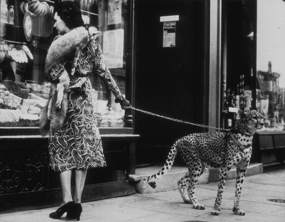  American silent film actress Phyllis Gordon window-shopping in Earls Court, London with her four-year-old cheetah who was flown to Britain from Kenya