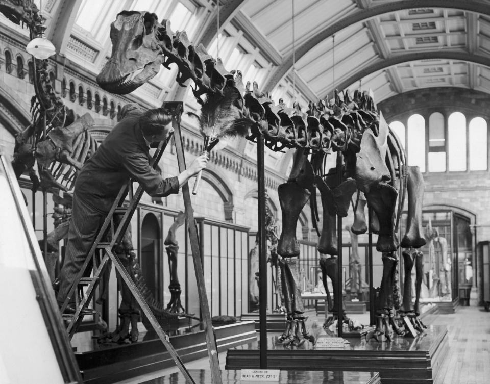  A cleaner dusts a cast of a dinosaur skeleton at the Natural History Museum in London, 12th November 1936, which was presented to the museum in 1905 from the Carnegie Museum of Natural History, Pittsburgh