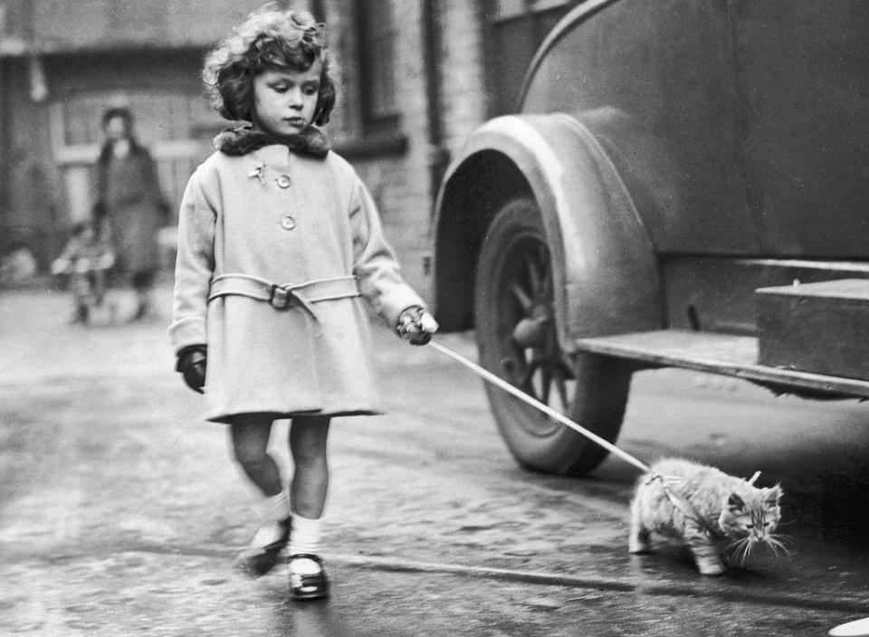  A young exhibitor arrives with her kitten on a lead at the National Cat Club show at Crystal Palace in 1931