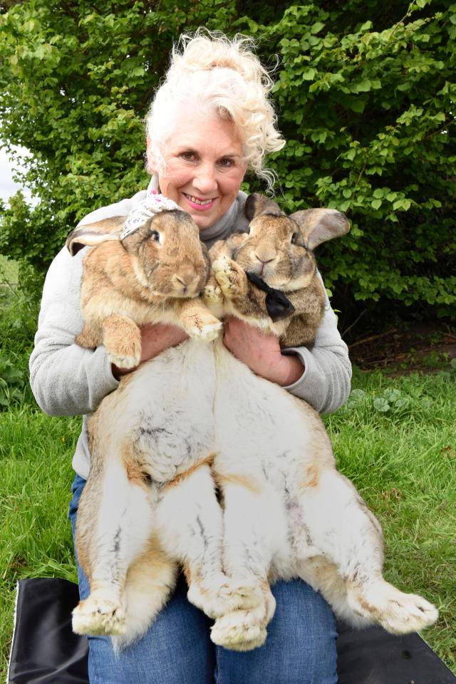  An United Airlines spokesman claimed the continental giant rabbit was alive when taken off the plane