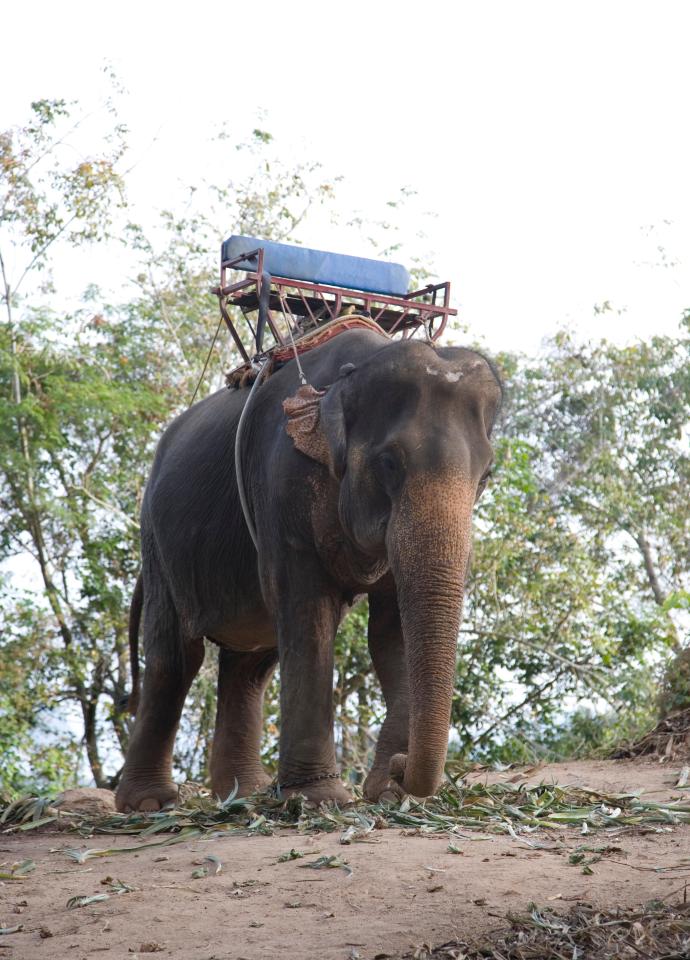  Last year a British tourist was trampled to death by an elephant in Thailand which reportedly threw him to the ground after being “taunted” by its handler