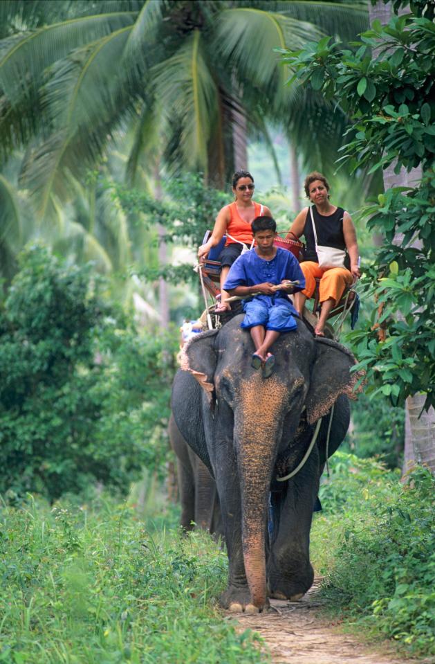  On average tour companies charge £45 for a brief ride and a few snaps with their ­elephants — roughly two weeks’ wages for the average Indian employee