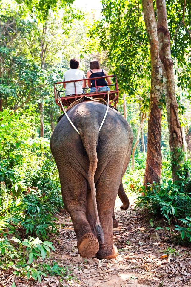  There are now thought to be only 40,000 Asian elephants left, with a quarter kept in captivity