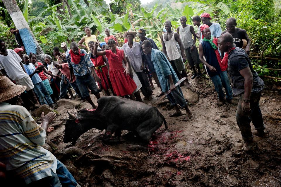  Sacrifice of a bull to the spirits asking for a favor. Paris terror. Raid on home of the attacker Haiti voodoo