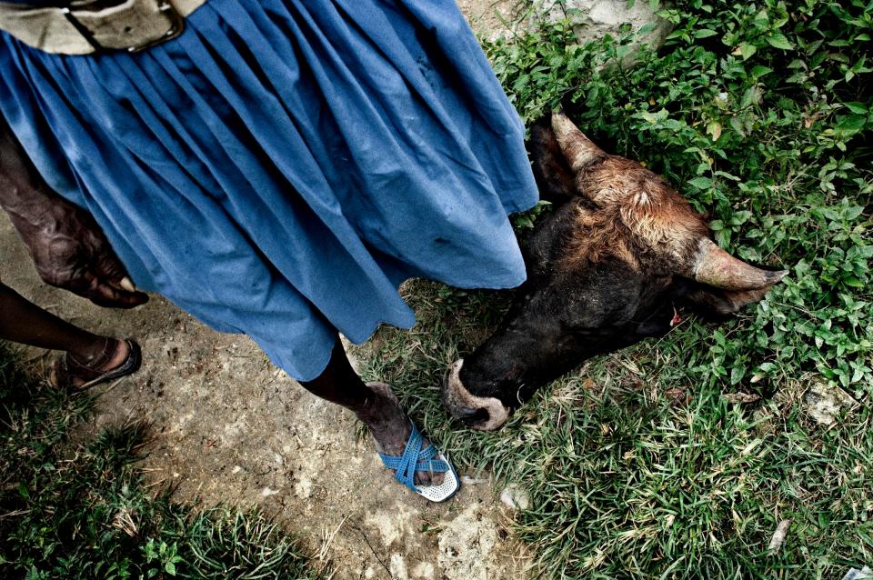  The head of a bull sacrificed for a grace of healing