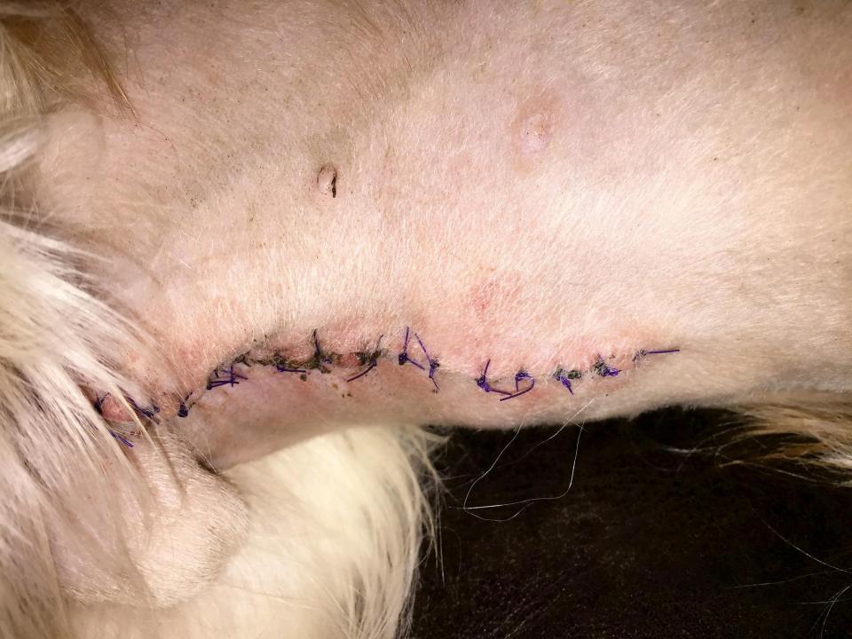  The stitching on Oscar's tummy after his operation