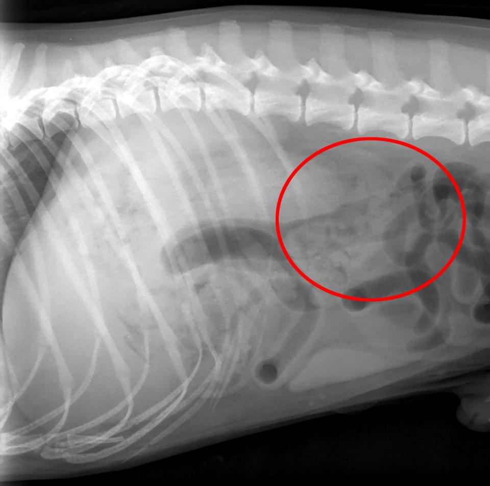  Oscar needed emergency surgery after he ate a pair of his owner's knickers