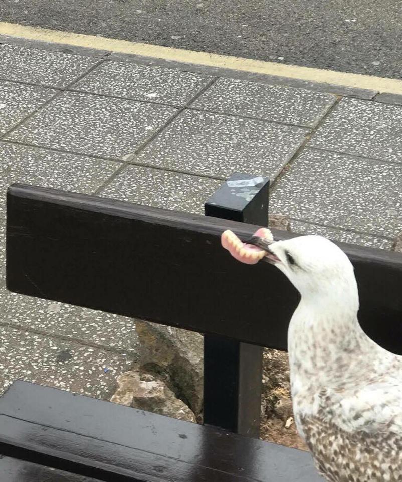  According to the person who shared the snaps, the gull proceeded to fly away with the gnashers