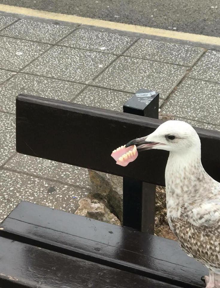  Sneaky seagull ... oddball bird was snapped with someone's dentures in its mouth