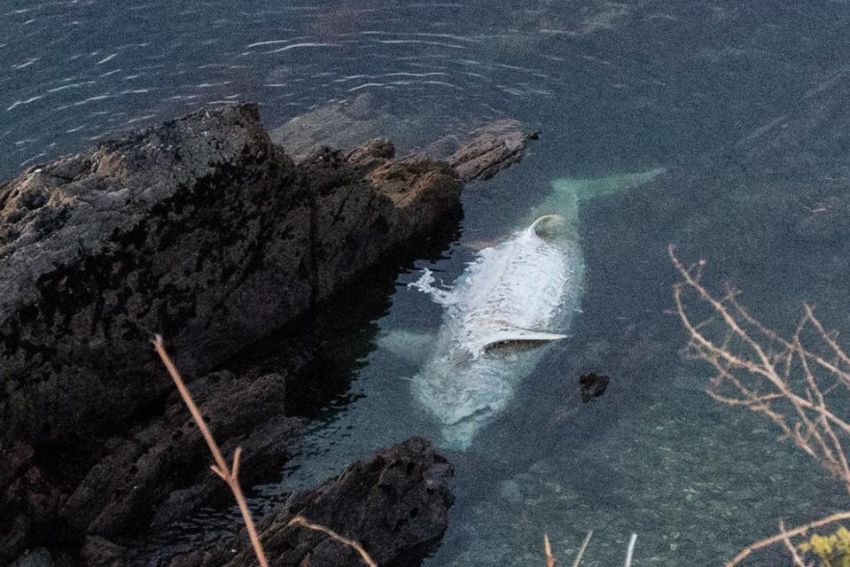  Marine experts say that although basking sharks are a common sight in our waters, to see a dead one is a "rare opportunity"