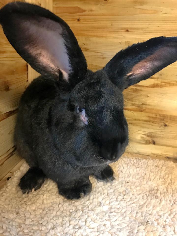  Simon the rabbit was three-foot and set to become the world's biggest rabbit