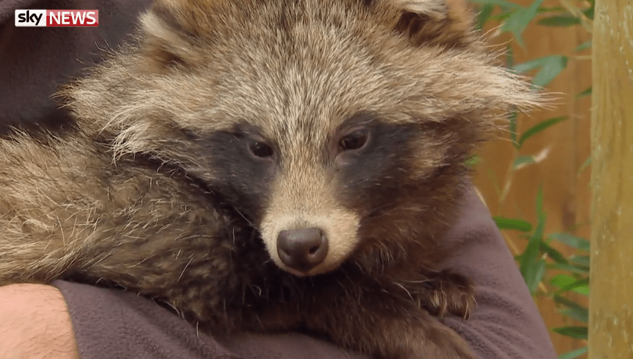  Raccoon dogs are being mass-farmed in Asia, driving down prices of real fur