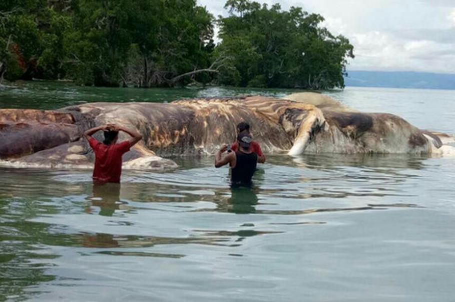  Shocked locals discovered the dead beast washed up on an Indonesian beach