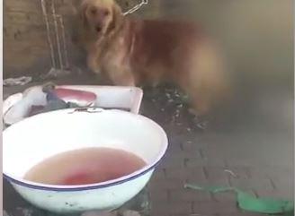  Sickening footage shows a pooch chained up next to dog meat, knives and animal blood - waiting to be killed