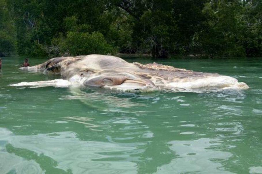  The 50ft-long creature is the size of a cargo container