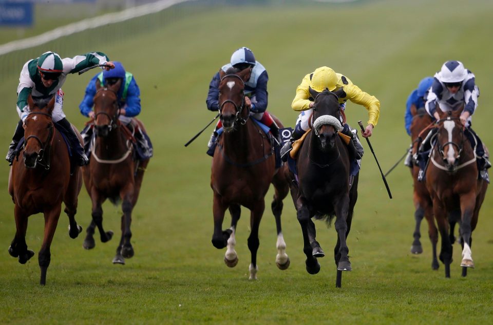  Horseplay (yellow) will head to Epsom