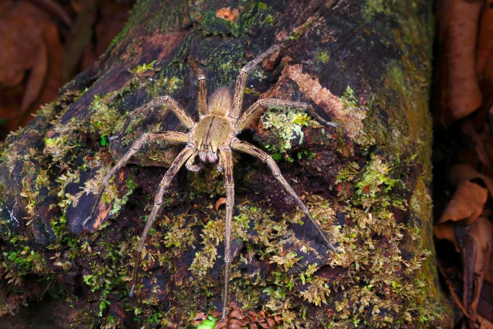  Brazilian wandering spiders are the planet’s most deadly and can kill an adult in two hours