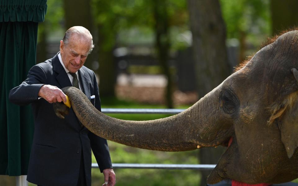  The Duke feeding an elephant during a visit to Whipsnade Zoo last month, as he carries out his final year of public engagements