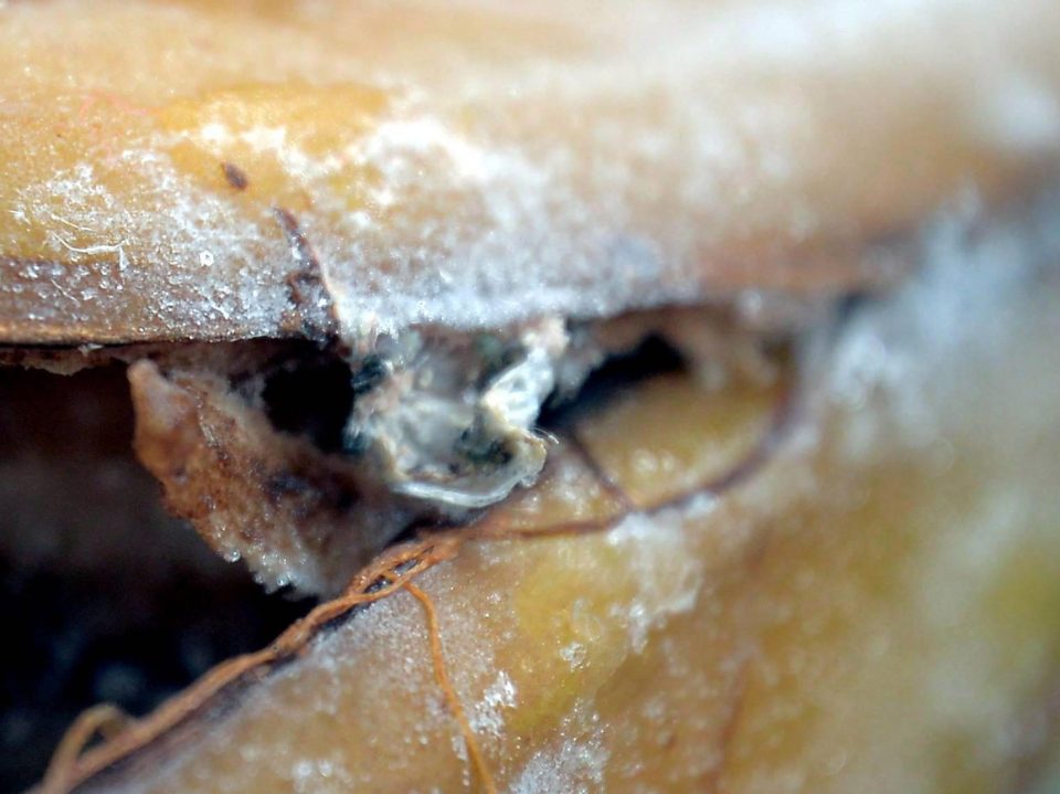  Gemma told of her terror after some of the hundreds of spiders found their way into her son Leo’s cot