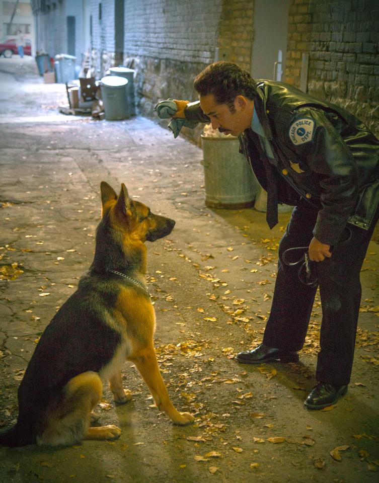  In Bailey's next life he's a police dog in Chicago