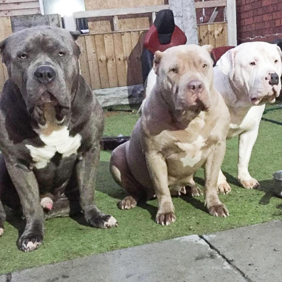  Police have said investigations are ongoing to establish the nature of the breed of dog