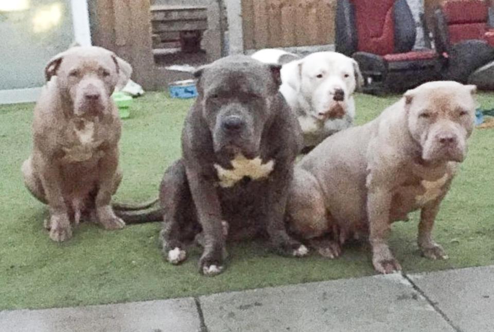  These are some of the American Bully Dogs living in the house next to where a youngster was attacked on Sunday