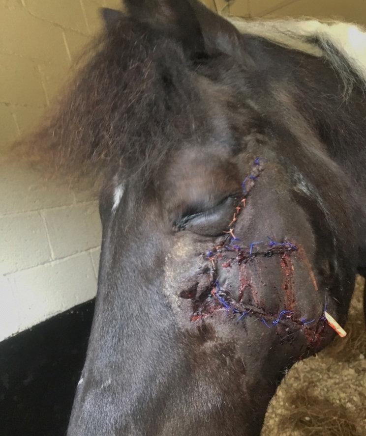  Domino was left with horrific injuries after a knife and hammer attack