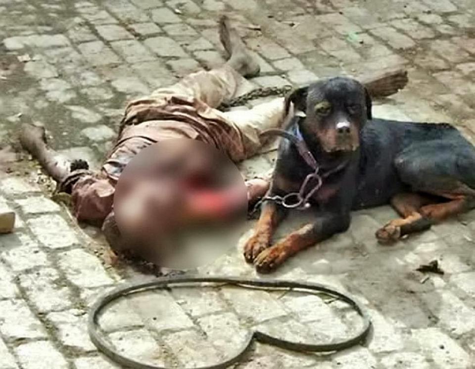  The dog refused to leave the side of the 52-year-old man it killed