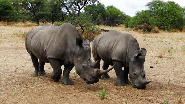  Rhino ... some of the wonderful animals spotted in the vast Namibian desert