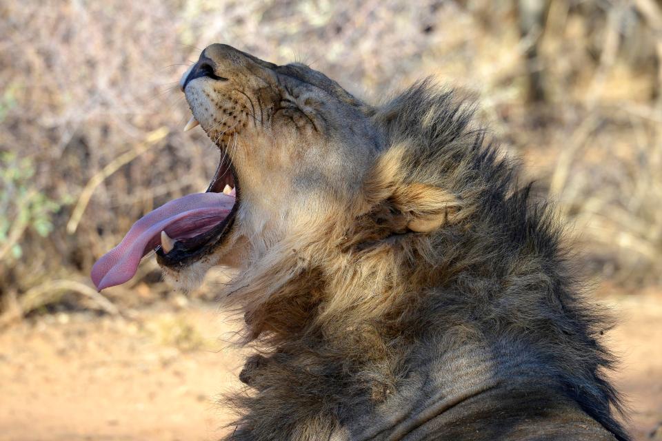  Purr-fect safari ... explore the Namibian desert on a fantastic five-night BMW experience