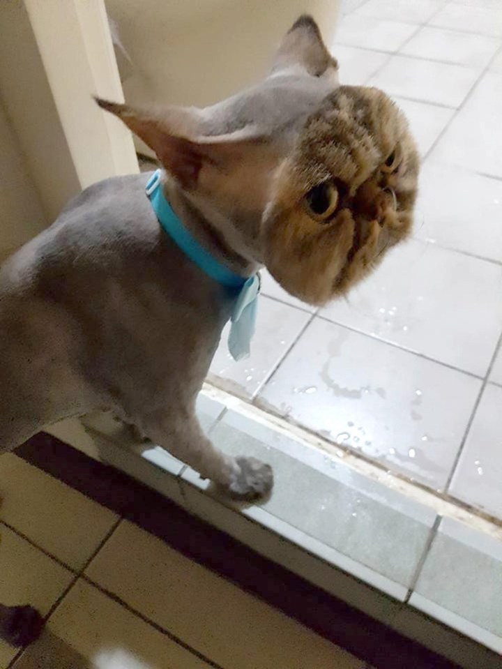 A couple were left in hysterics after their pet cat returned from the groomers completely bald apart from his face