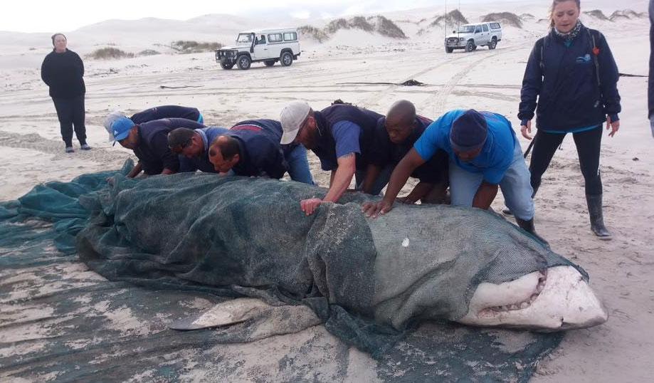  Great White Sharks with their livers torn out are being pulled out of the sea off the coast of South Africa