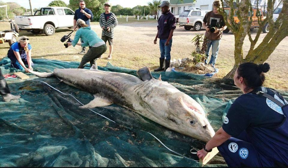  Three of the deep sea predators have been found dead in recent weeks