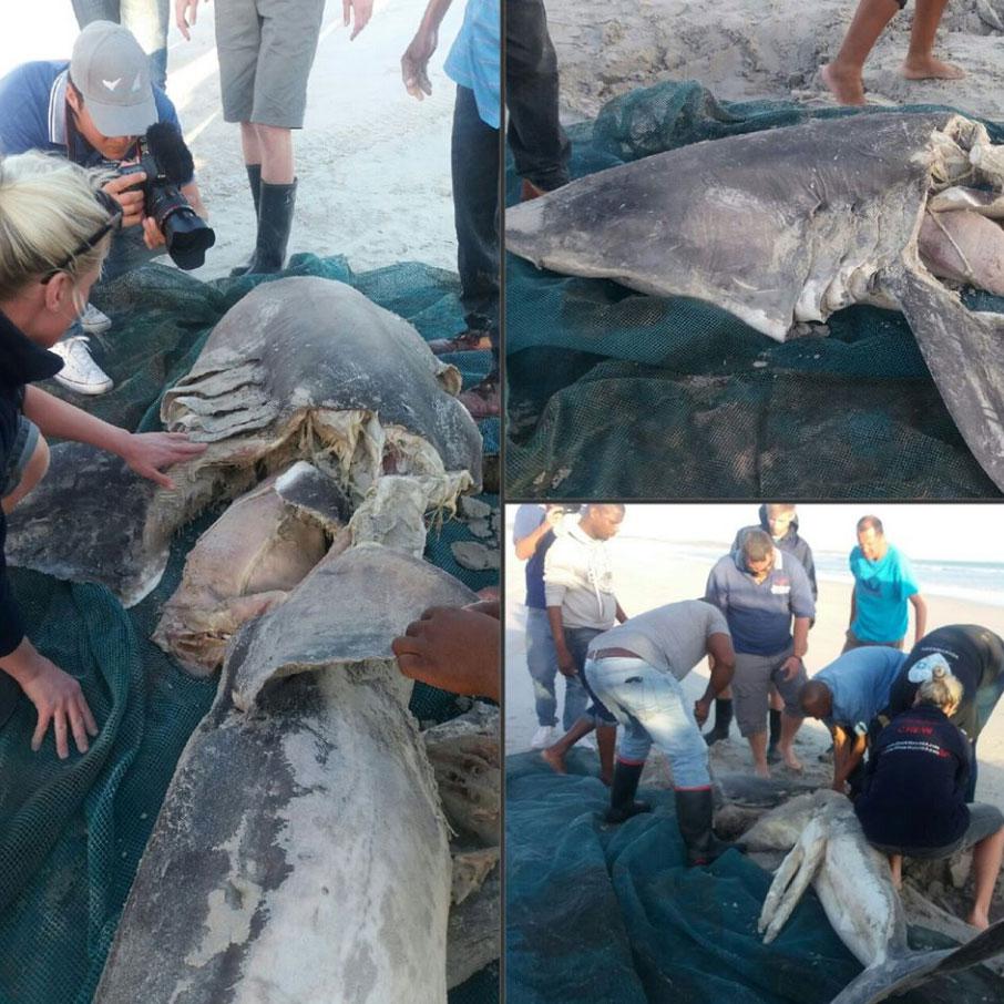  The mangled sea beasts are thought to be being targeted by killer whales