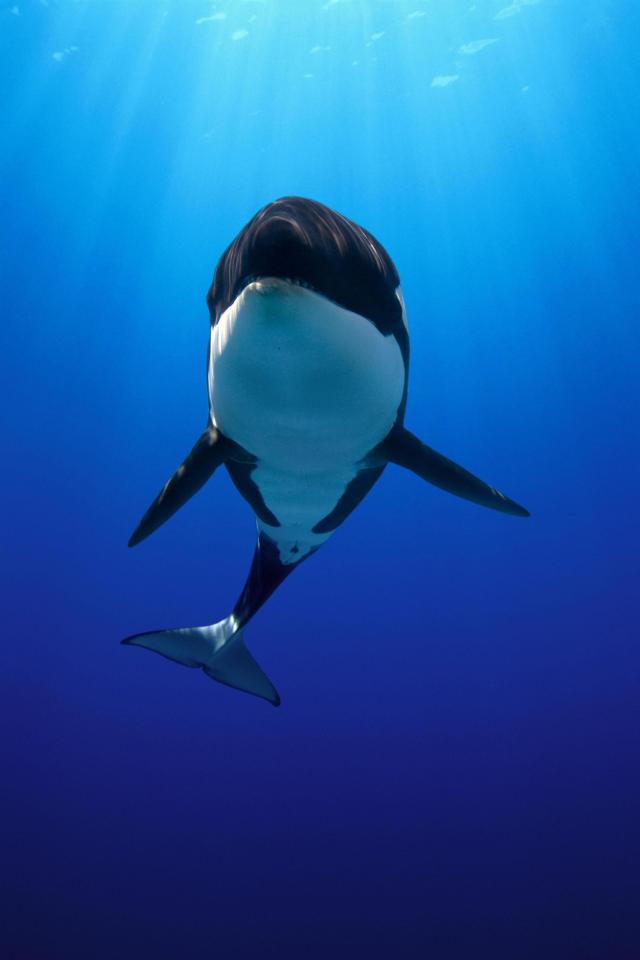  Orcas have been dubbed the "wolves of the sea" owing to their habit of hunting in packs or "pods"